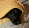 Black Dog Labs